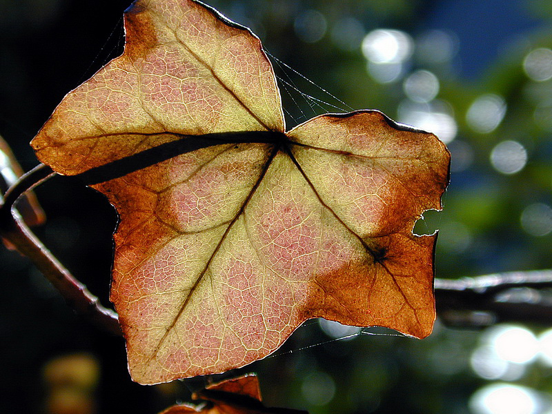 Blatt 1113_Bildgröße ändern.jpg -           
